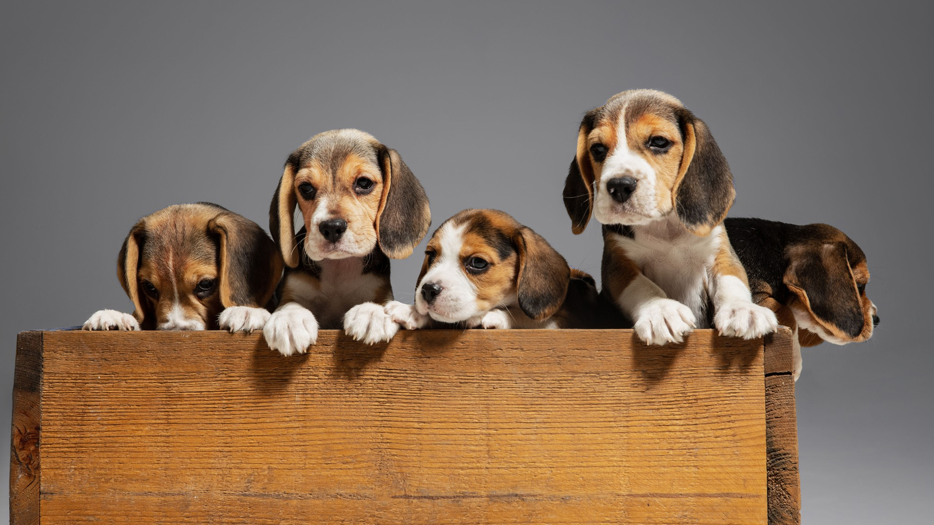 Vet Near Me Harriman, TN 37748 Roane Veterinary Hospital